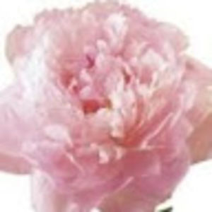 Meet your Posher, Delaney